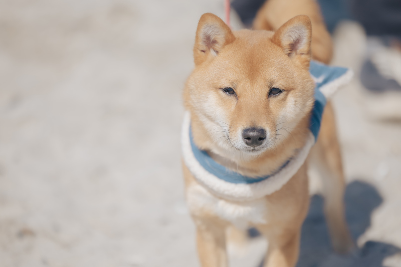 稲毛海浜公園でペット撮影！
