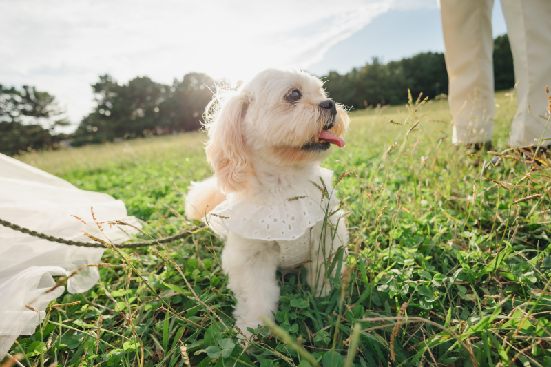 【スタジオAQUA】愛犬たちと