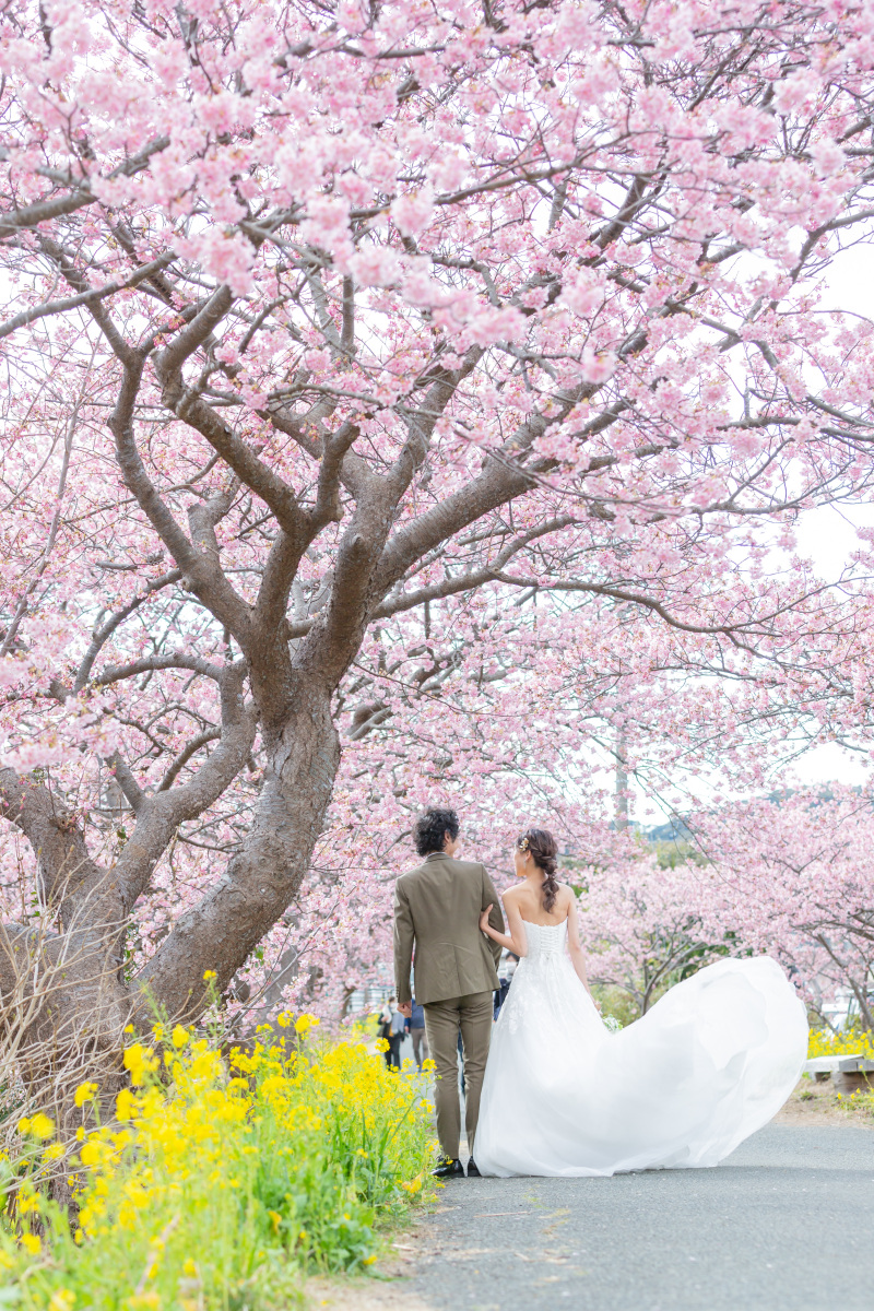 【スタジオAQUA】河津桜、イチオシです!