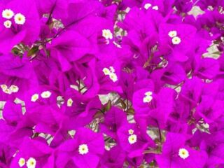 ブーゲンビリア