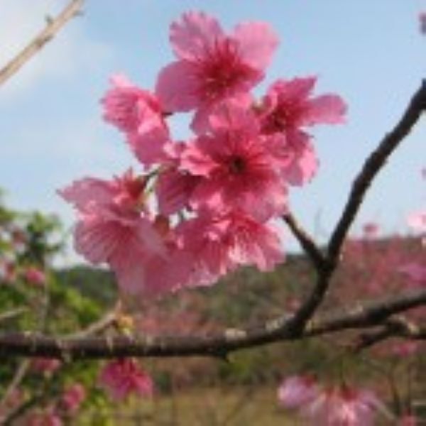 冬のOKINAWA