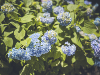 この季節になりました♪
