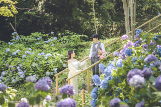 紫陽花が満開になります♪