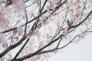 Marlgraficaの春撮影!