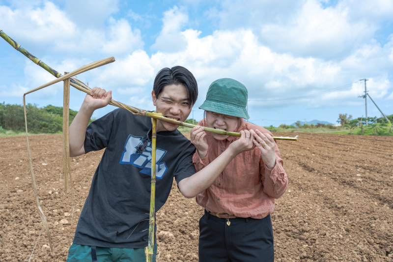 サトウキビ収穫体験も始まります!サトウキビまるかじりはいかが??