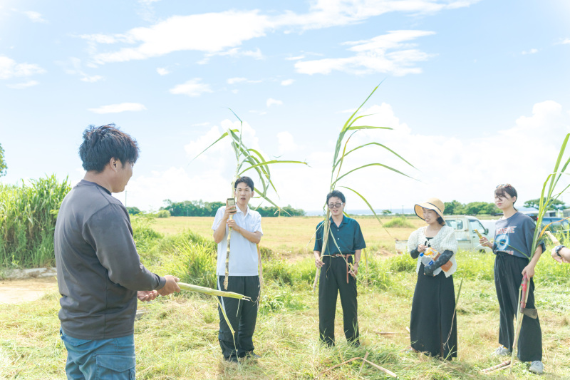 サトウキビ収穫体験も始まります!サトウキビまるかじりはいかが??