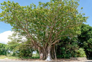 NoLimit !フォトツアーで行けるロケ場所「ガジュマルの木」