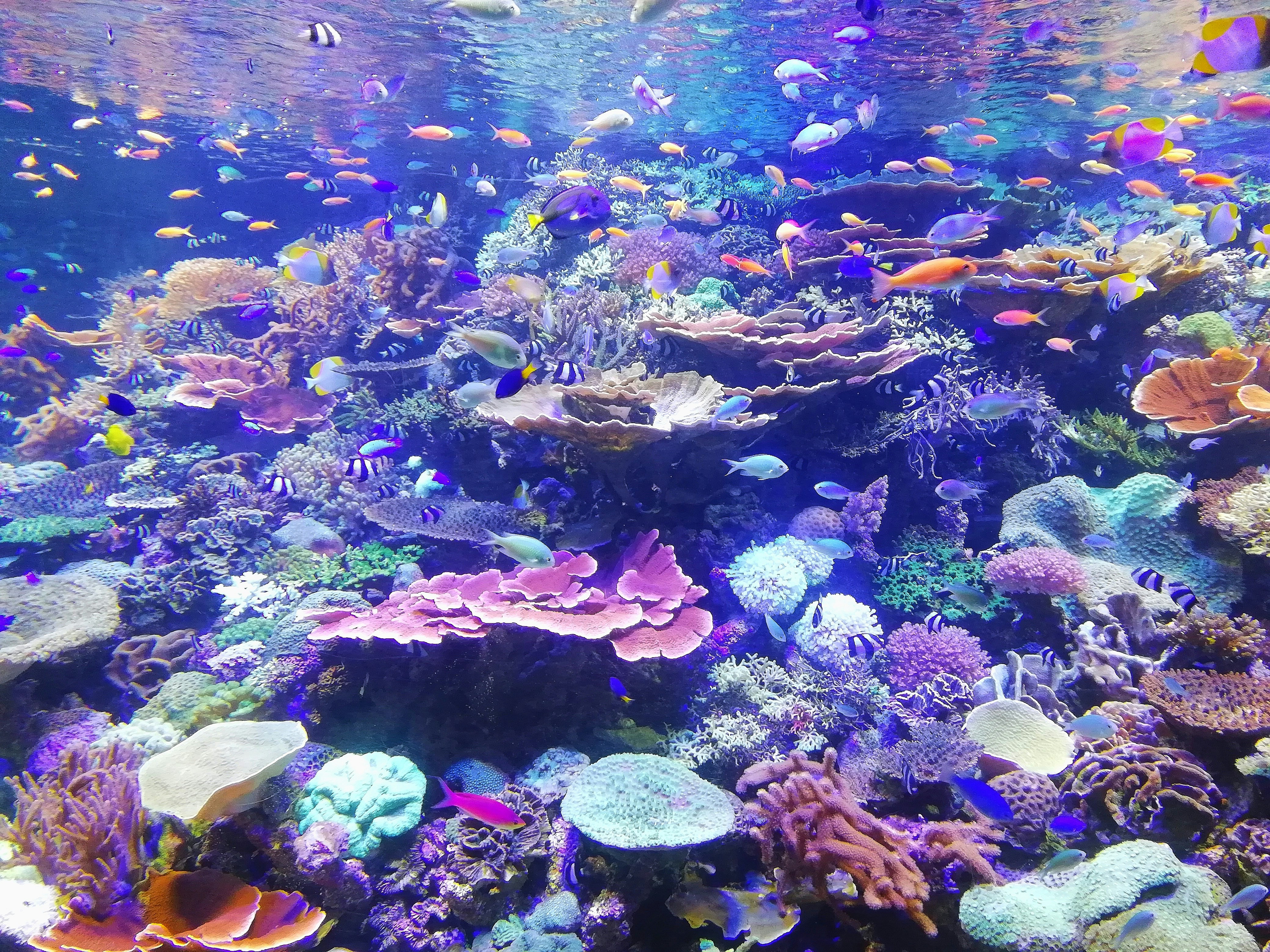 BlueSoda石垣島/宮古島クラフトフォトウェディングのスタッフ