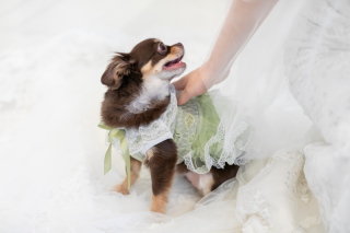 ワンちゃんと一緒に