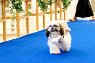 愛犬と一緒に楽しめるフォトウェディング☆