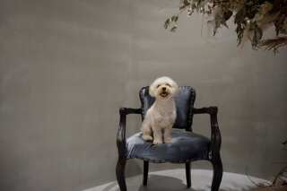 大切な家族、ペットとのフォトウェディングも