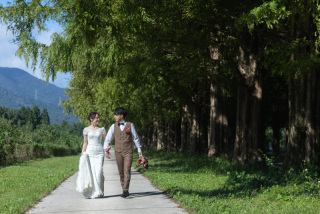 メタセコイアの色味について