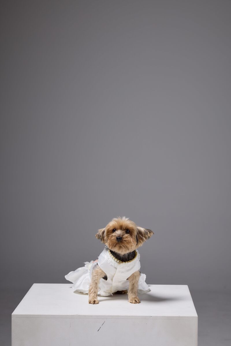 ペットと一緒に撮影OK◎大切なペットとの3ショットも残しませんか？