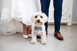 ペットとたっぷり撮影したい♪万が一の時も安心!衣装保証付きプラン*