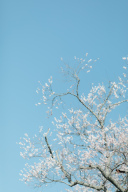 SAKURA　Photo