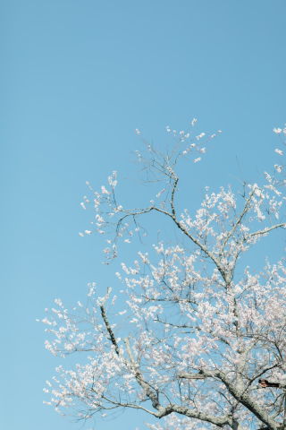 SAKURA　Photo