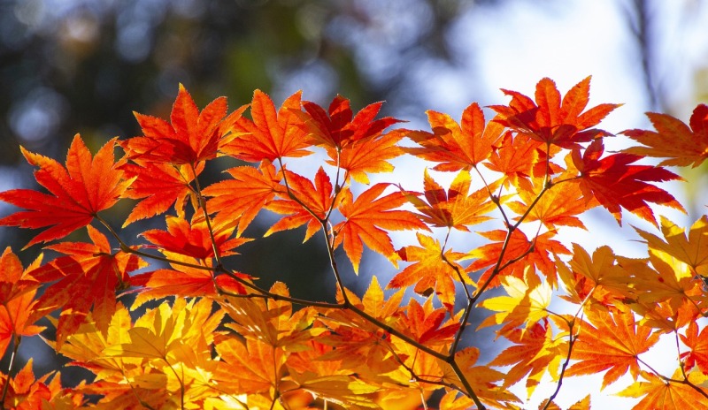 まだ間に合う!紅葉ロケーション