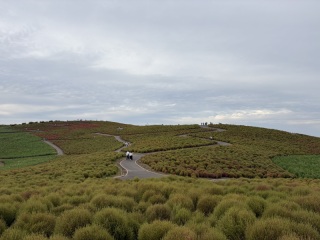 ロケハンレポート【茨城県ひたち海浜公園】