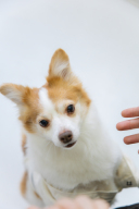 手作り小物で写真に彩りを加える