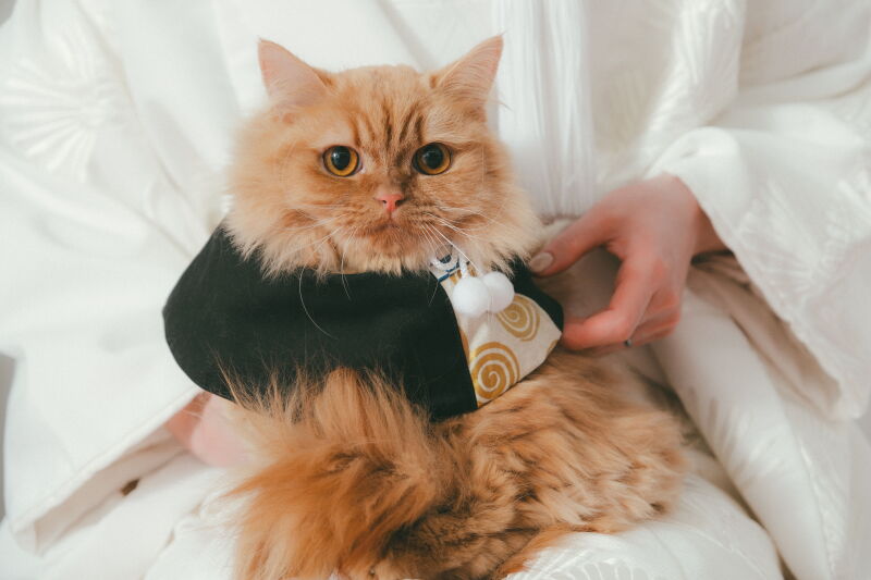 家族と過ごす、結婚の日~スタジオ家族撮影~