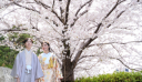 【桜のロケーションフォト】桜シーズン到来！ご予約はお早めに♪