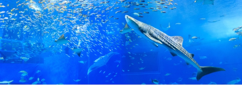 まだまだ暑い沖縄からお届け