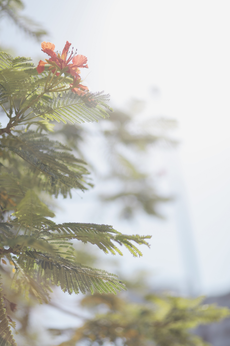 日常にそっと飾れるかたちで