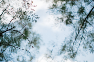 沖縄尚学優勝おめでとうございます！