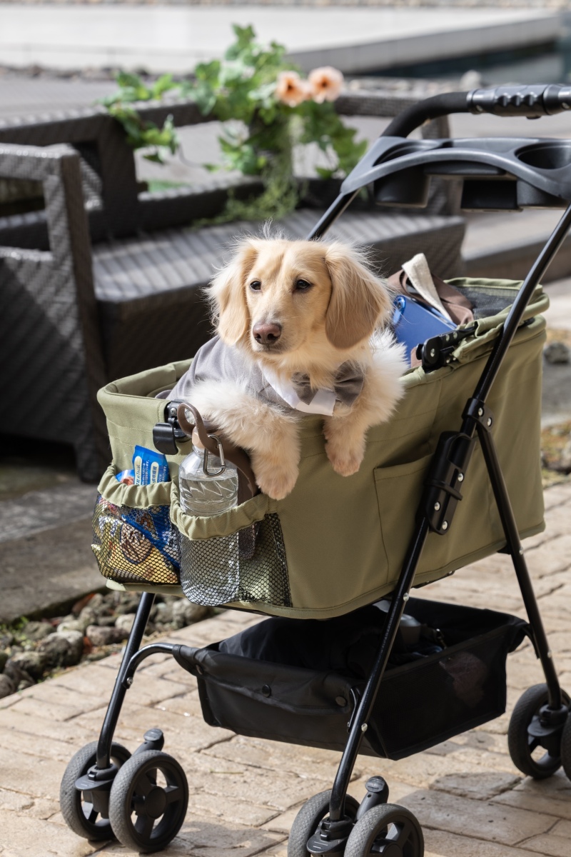 わんちゃんとの撮影はいかがですか??