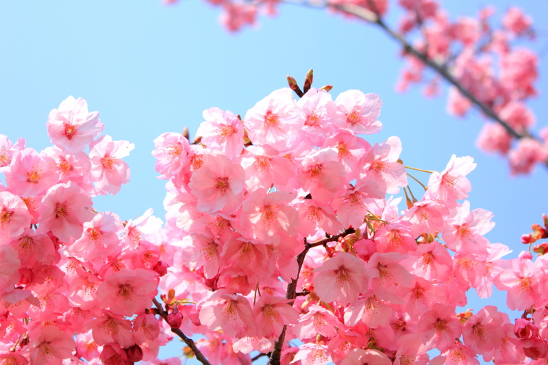 まだ間に合う!「桜前撮り」を逃さないで♥