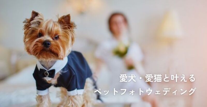 愛犬・愛猫と叶えるペットフォトウェディング!準備や注意点、スタジオの探し方