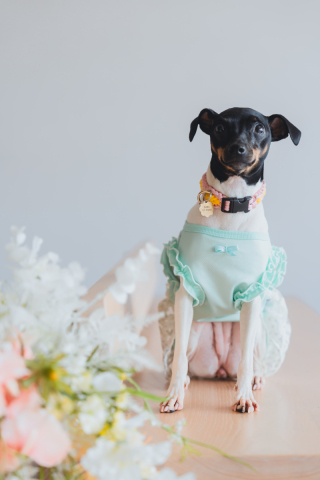 スタジオ マタニティウェディングフォト 画像