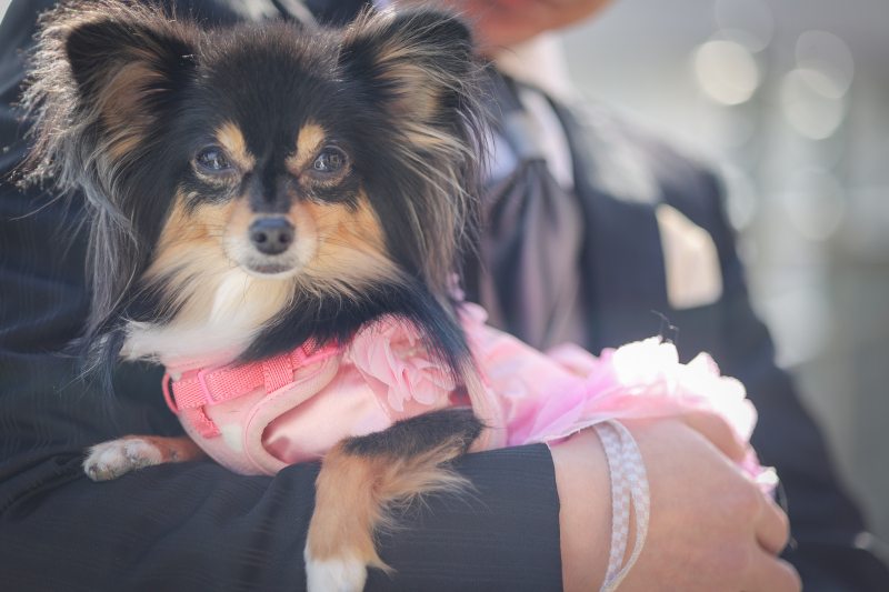 小さな結婚式　お台場店_ペットと一緒に撮影できる