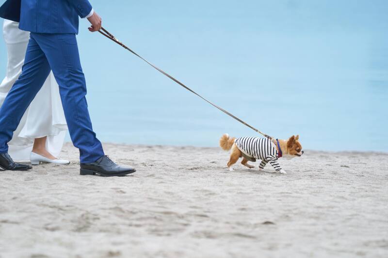 小さな結婚式　お台場店_ペットと一緒に撮影できる