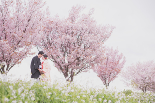 桜ロケーションフォト