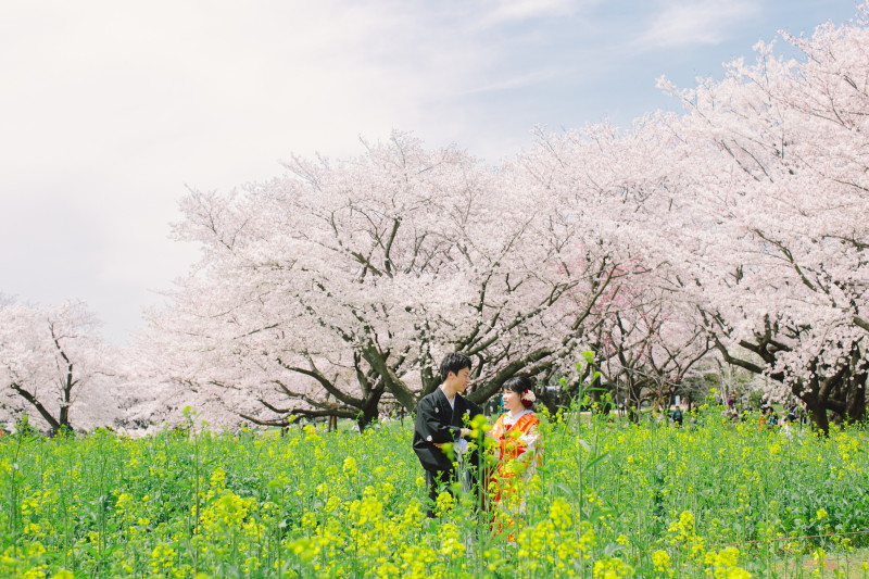 桜咲く昭和記念公園