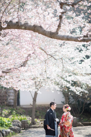 三渓園の桜フォト