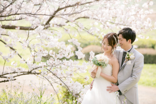 桜とウェディングドレス