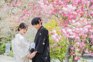 妙本寺で桜フォト
