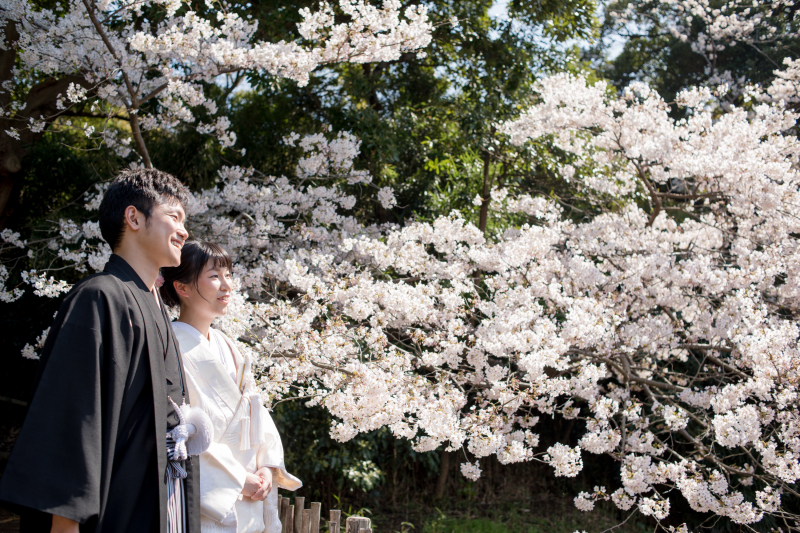 白無垢と桜のコラボレーション☆