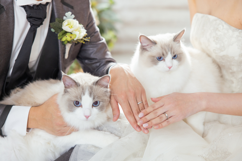 猫ちゃんたちも