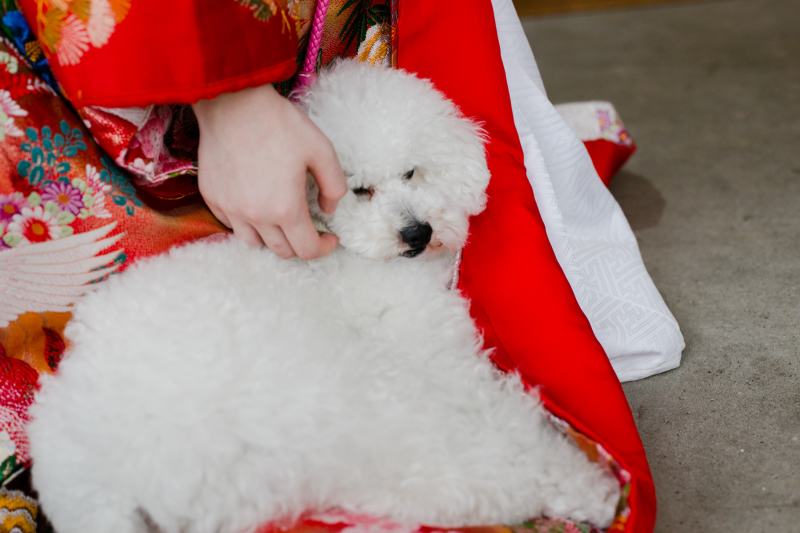 わんちゃんも＊