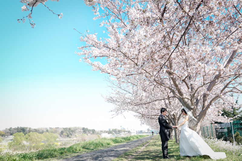 桜　ロケーション撮影