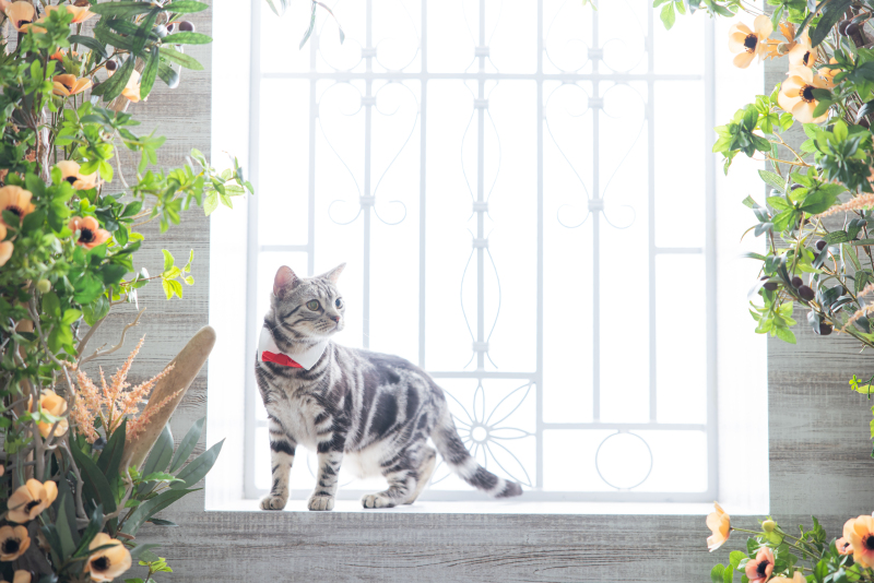 猫ちゃんソロショット