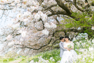 桜シーズンロケ