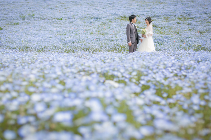 一面ブルーのネモフィラ 【ひたち海浜公園】