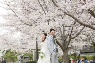 お台場海浜公園　桜