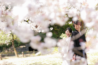 桜　ロケーションフォト