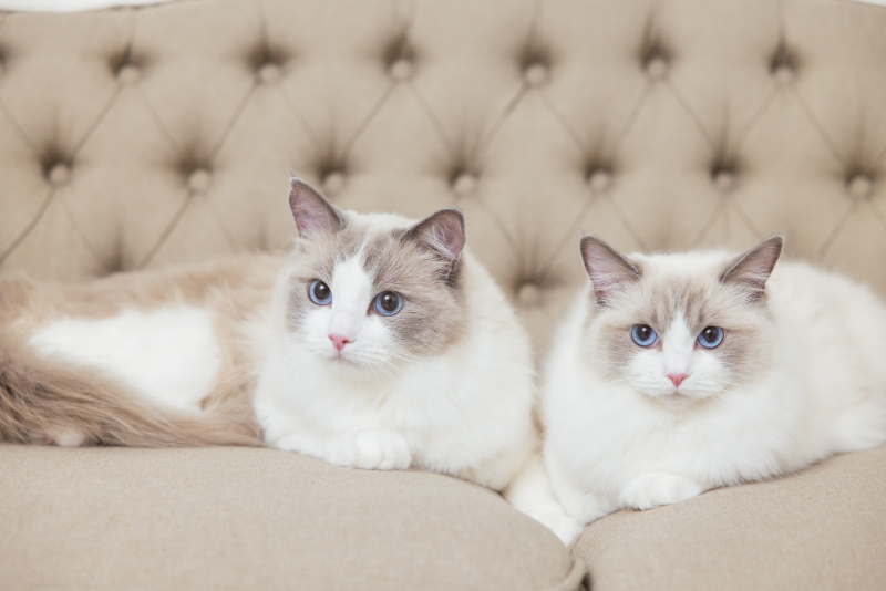 猫ちゃんショットも