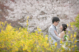 ロケーション撮影　桜